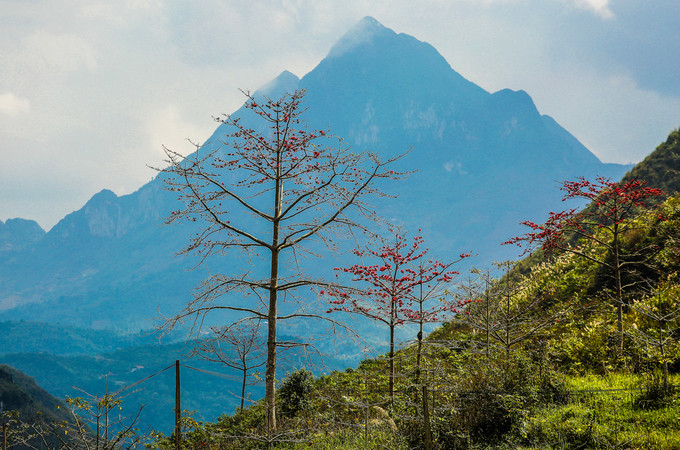 Tháng 3, hoa gạo nhuộm đỏ cực Bắc Tổ quốc