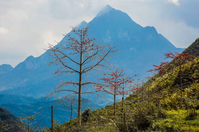 Tháng 3, hoa gạo nhuộm đỏ cực Bắc Tổ quốc