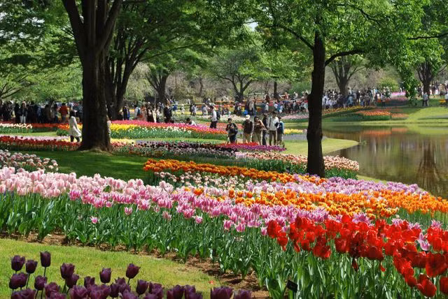 Vòng quanh thế giới ngắm những vườn tulip vạn người mê