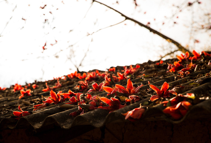 Tháng 3, hoa gạo nhuộm đỏ cực Bắc Tổ quốc