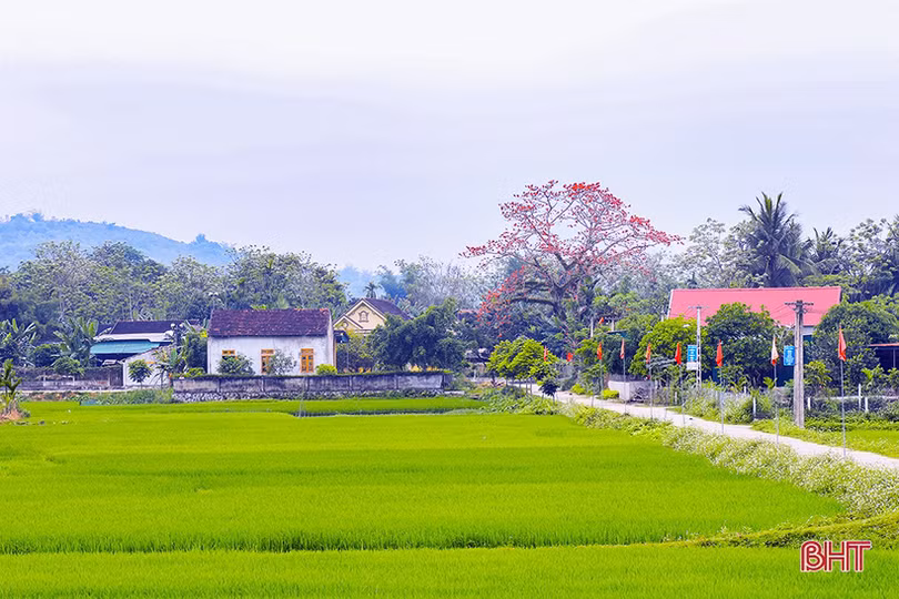 Vẻ đẹp của những cây hoa gạo còn sót lại ở miền sơn cước Hà Tĩnh