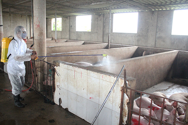 Hà Tĩnh tập huấn phòng chống dịch tả lợn châu Phi cho cán bộ thú y