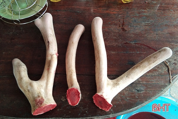 Hươu 3 sừng, nặng gần 1,8kg hiếm có ở Hà Tĩnh