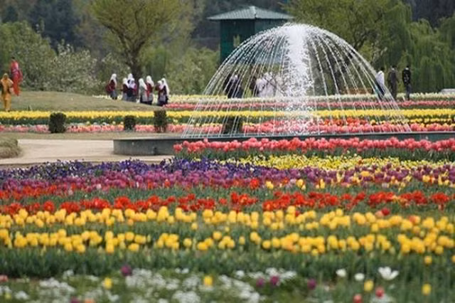 Vòng quanh thế giới ngắm những vườn tulip vạn người mê