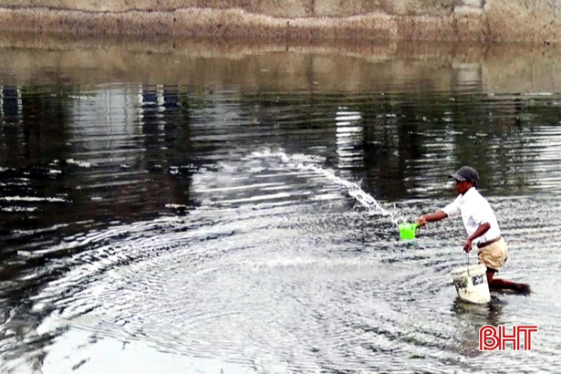 TX Kỳ Anh chuẩn bị tốt để thả nuôi 531ha giống tôm xuân hè