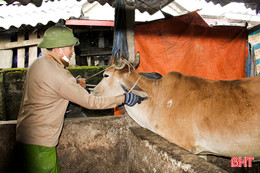 Khẩn trương khống chế gia súc mắc bệnh lở mồm long móng ở Đức Thọ