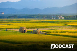 Tản văn: Mùa vàng quê tôi