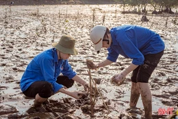Tuổi trẻ Hà Tĩnh chung tay phủ xanh rừng ngập mặn
