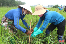 Gần 8.000 cây xanh cải tạo sinh thái vùng sông Đông