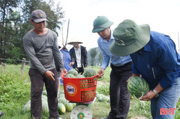 Dưa hấu hữu cơ “bén rễ” vùng đất pha cát ở xã ven biển Hà Tĩnh 