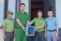 Bàn giao cá thể rùa quý hiếm để thả về tự nhiên