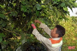 Tỷ lệ đậu quả thấp, người trồng bưởi Phúc Trạch lo lắng