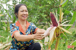 Trồng giống ngô ngon, ngọt như trái cây ở TP Hà Tĩnh