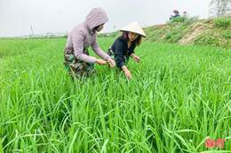 Điểm tên giống "mồi lửa" lây lan bệnh đạo ôn trên lúa xuân