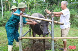 Sắp hết hạn tiêm phòng, tỷ lệ gia súc, gia cầm được tiêm còn thấp