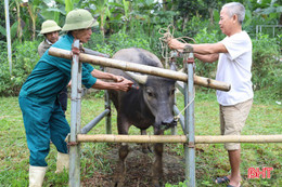 Hà Tĩnh: Triển khai các giải pháp phòng, chống dịch bệnh gia súc, gia cầm