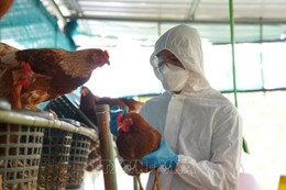 Bộ Y tế thông tin về ca tử vong do mắc cúm A(H5N1) tại Khánh Hòa