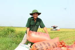 Thu hoạch sớm lúa xuân ở Nghi Xuân