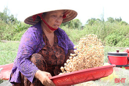 Nông dân Nghi Xuân tất bật vào vụ thu hoạch hành tăm