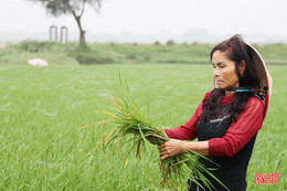 Nông dân “mất ăn, mất ngủ” vì chuột phá hại lúa 