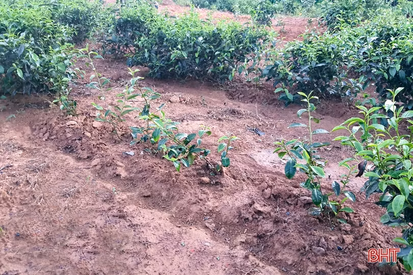 Chống hạn sớm cho vựa chè phía Nam Hà Tĩnh