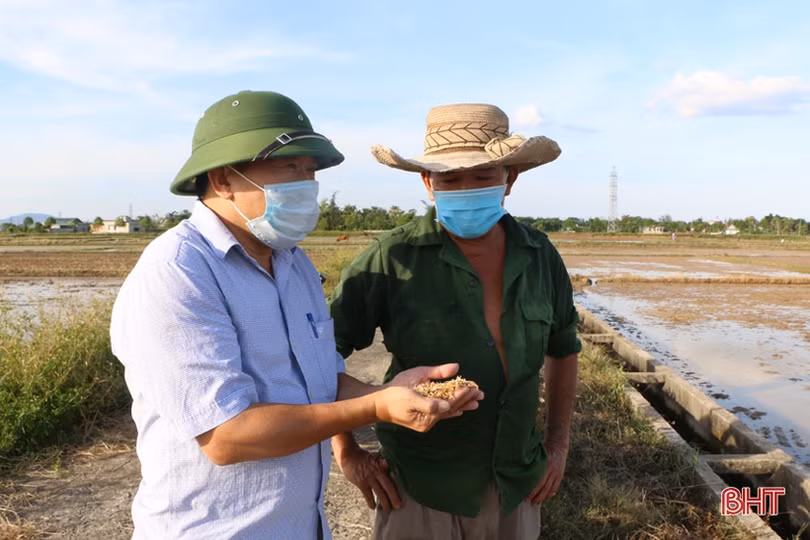 Nông dân Hà Tĩnh đẩy nhanh tiến độ sản xuất hè thu
