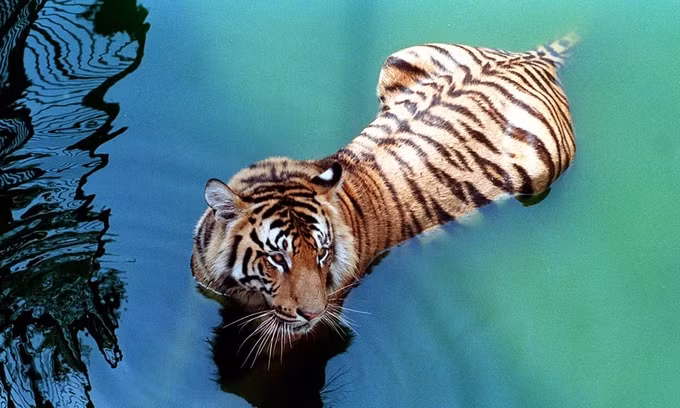 Bắt thợ săn nghi sát hại 70 con hổ quý hiếm