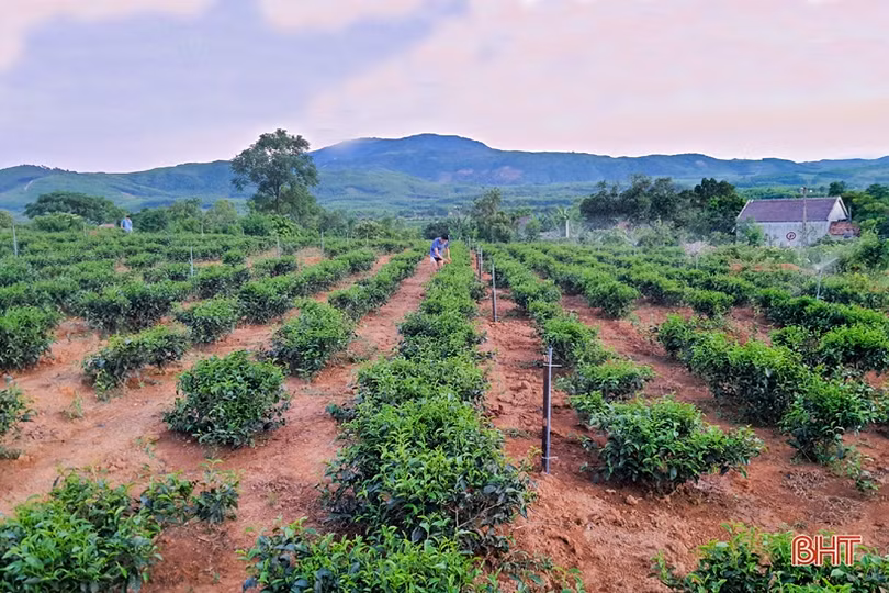 Chống hạn sớm cho vựa chè phía Nam Hà Tĩnh