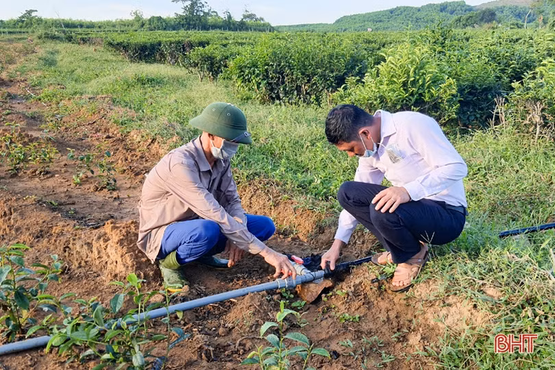 Chống hạn sớm cho vựa chè phía Nam Hà Tĩnh