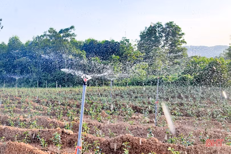 Chống hạn sớm cho vựa chè phía Nam Hà Tĩnh