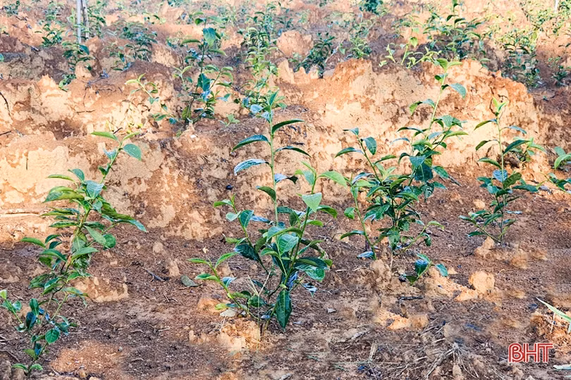 Chống hạn sớm cho vựa chè phía Nam Hà Tĩnh