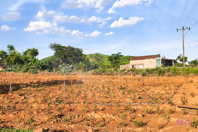 Chống hạn sớm cho vựa chè phía Nam Hà Tĩnh