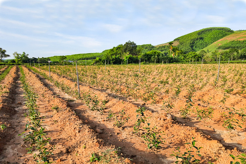 Chống hạn sớm cho vựa chè phía Nam Hà Tĩnh
