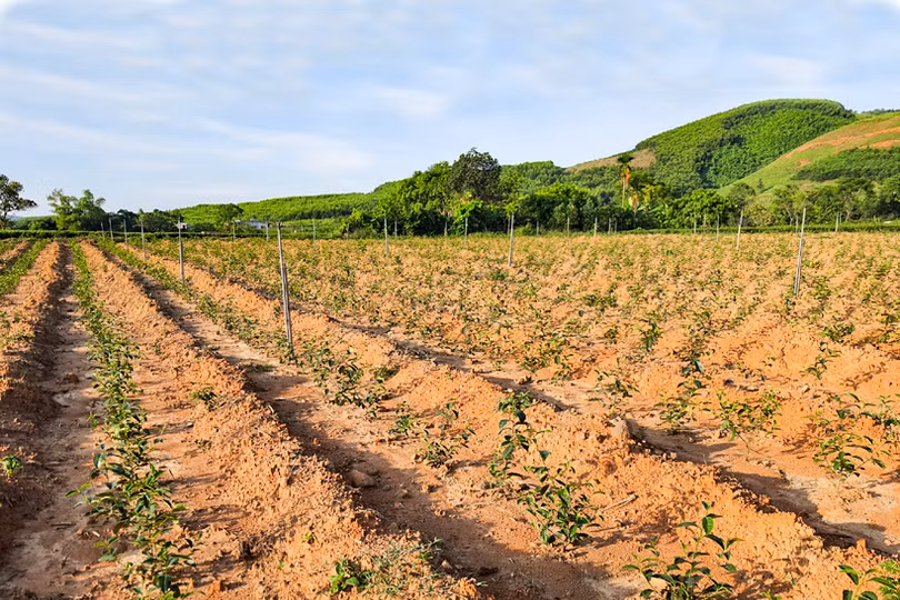 Chống hạn sớm cho vựa chè phía Nam Hà Tĩnh