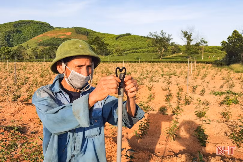 Chống hạn sớm cho vựa chè phía Nam Hà Tĩnh