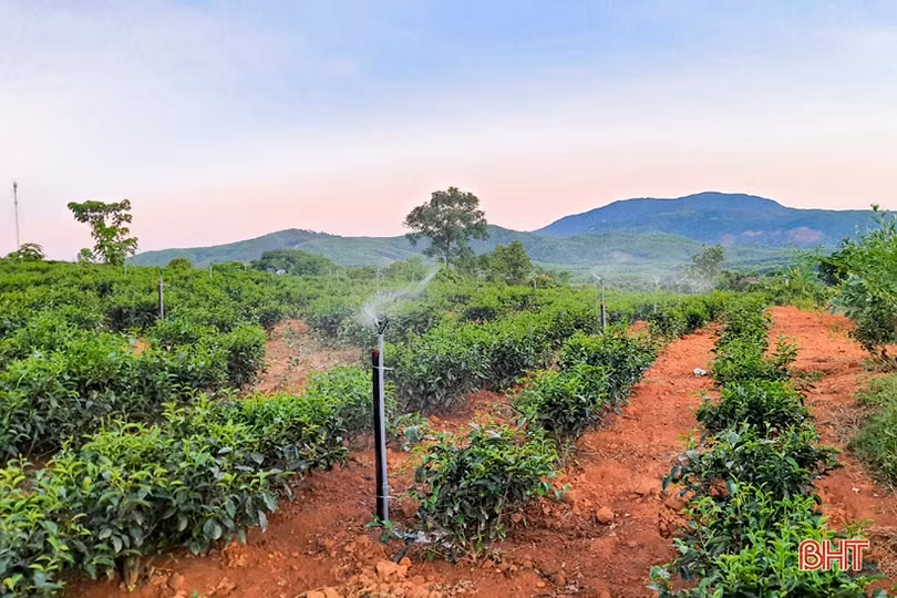 Chống hạn sớm cho vựa chè phía Nam Hà Tĩnh