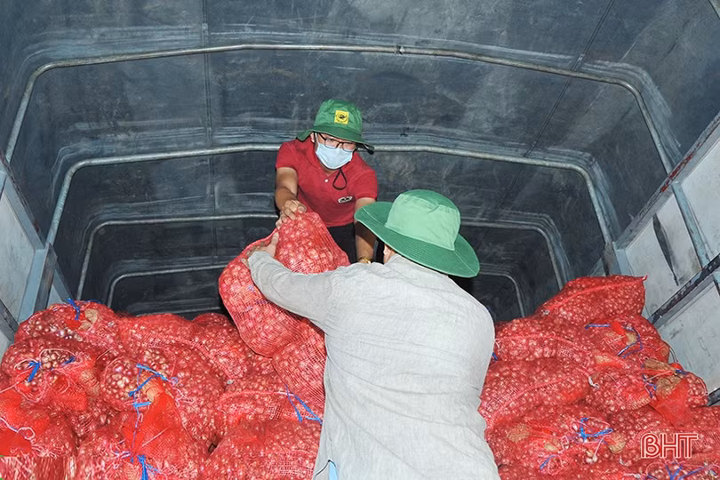 Nông dân Hà Tĩnh hỗ trợ tiêu thụ gần 20 tấn hành tím Sóc Trăng bị ứ đọng do dịch Covid-19