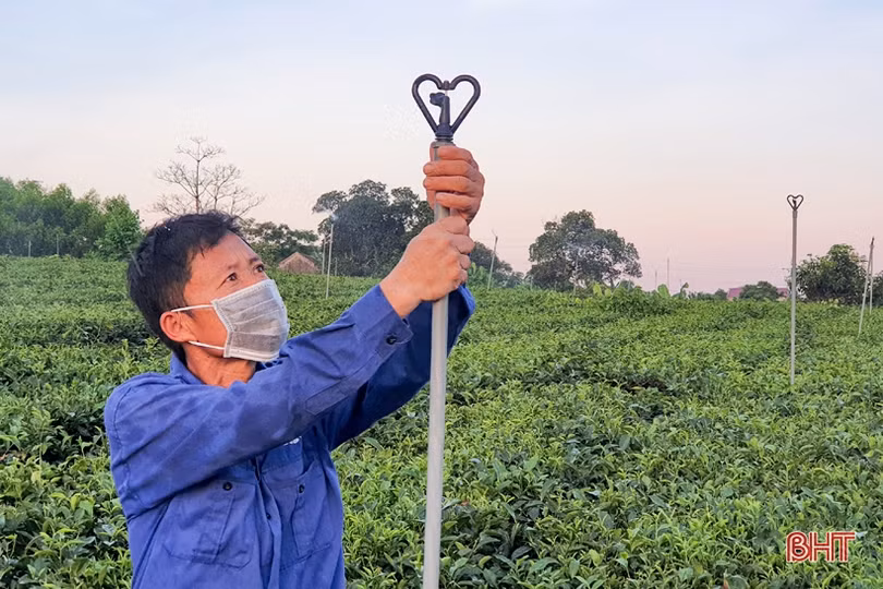 Chống hạn sớm cho vựa chè phía Nam Hà Tĩnh