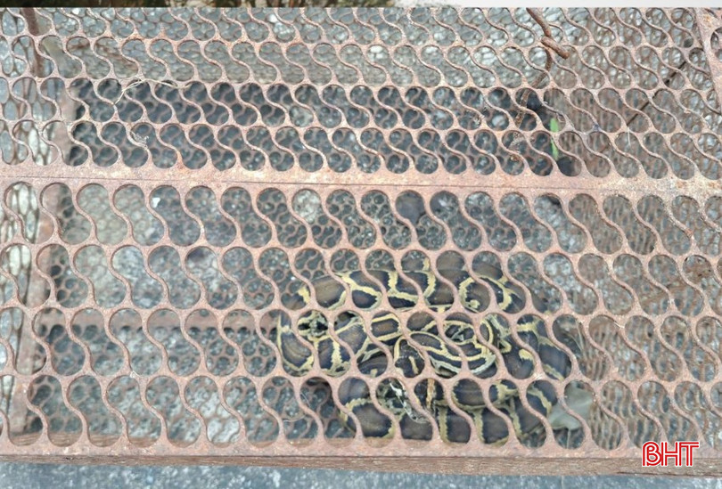 ពស់ថ្លាន់នេះមានទម្ងន់ ១,១ គីឡូក្រាម។ bqbht_br_thiet-ke-chua-co-ten-20.png