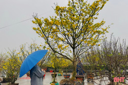 Loạt cây cảnh hàng trăm triệu đồng "đổ bộ" thị trường Tết Hà Tĩnh