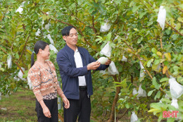 Ổi lê Đài Loan sẵn sàng "xuống phố" phục vụ thị trường Tết