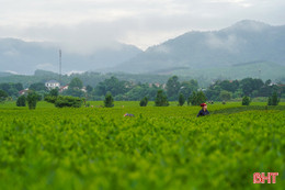 Sáng tinh khôi nơi đồi chè miền biên giới