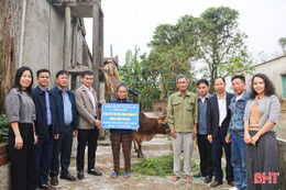 Hỗ trợ bò nái sinh sản cho hộ nghèo, hộ cận nghèo 