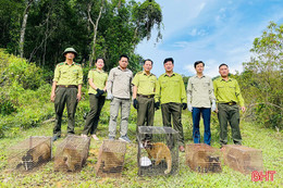 Vụ “gà lôi trắng” - lời cảnh tỉnh về bảo tồn động vật hoang dã