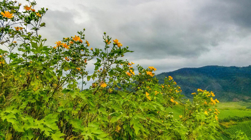 Thảm dã quỳ trên núi lửa Chư Đăng Ya hùng vĩ