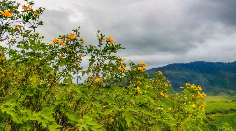 Thảm dã quỳ trên núi lửa Chư Đăng Ya hùng vĩ