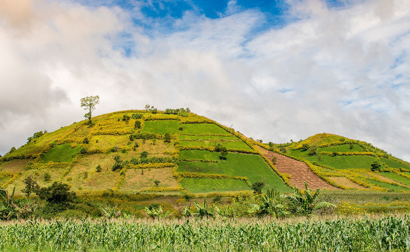 Thảm dã quỳ trên núi lửa Chư Đăng Ya hùng vĩ