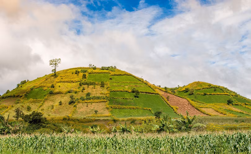 Thảm dã quỳ trên núi lửa Chư Đăng Ya hùng vĩ