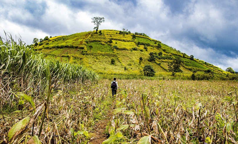 Thảm dã quỳ trên núi lửa Chư Đăng Ya hùng vĩ
