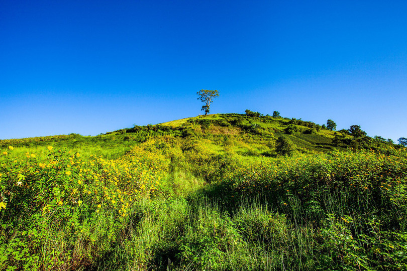 Thảm dã quỳ trên núi lửa Chư Đăng Ya hùng vĩ